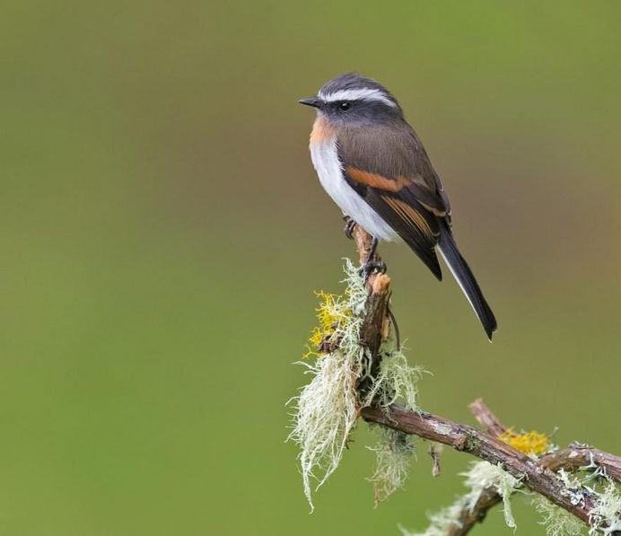 #bestbirdshots: Colorful Birds of Colombia by Luis Fernando Agudelo