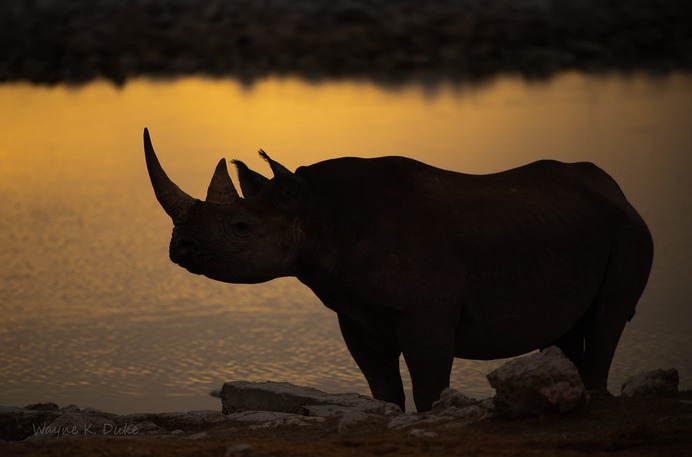 850_5441 Rhino Sunddown