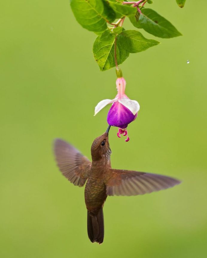 #bestbirdshots: Colorful Birds of Colombia by Luis Fernando Agudelo