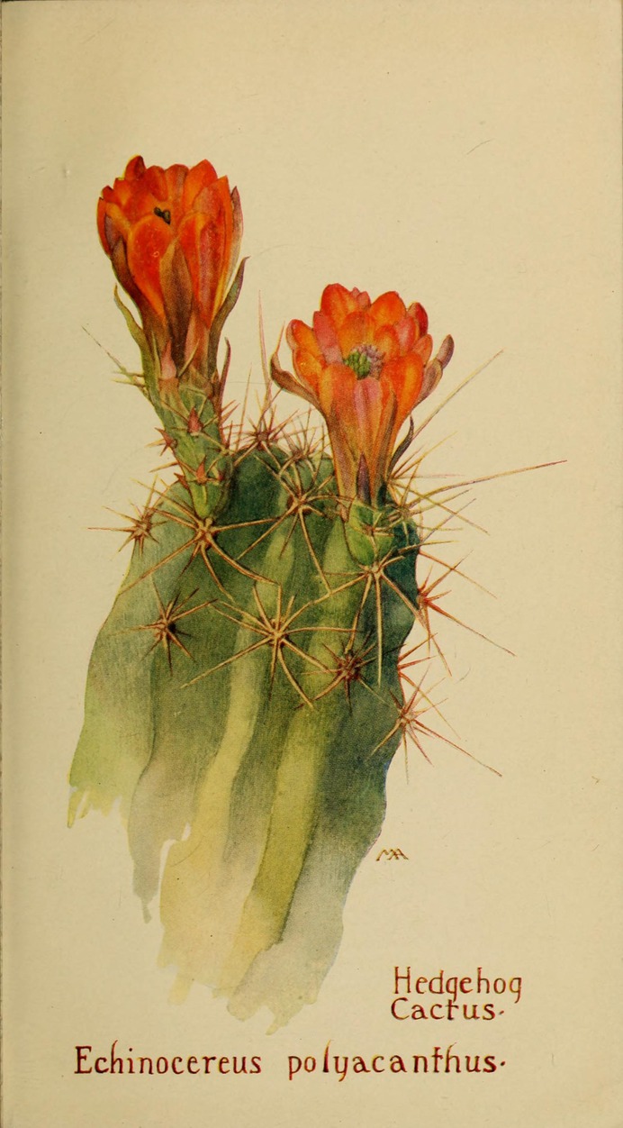 Echinocereus_polyacanthus_by_Margaret_Neilson_Armstrong.jpg (1768×3200)