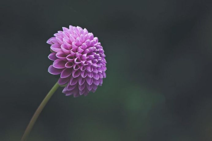 Beautiful Close-Up Flowers Pictures by Lisa Briand