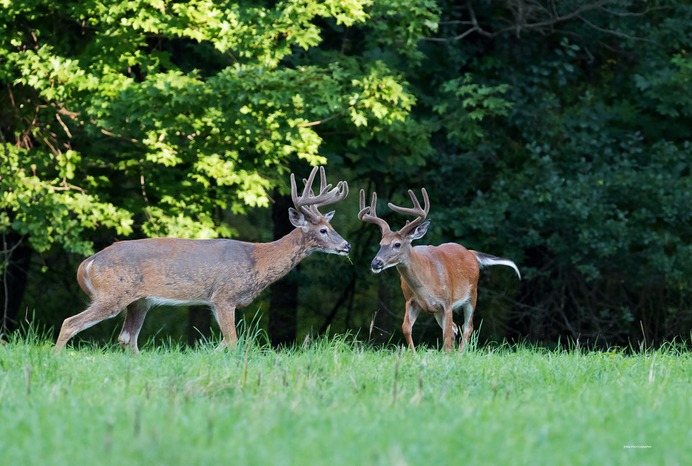 White tailed deer bucks