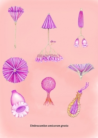 fantasticum : orient #umbrella #fellerer #scientific #drawing #illustration #marge #colour