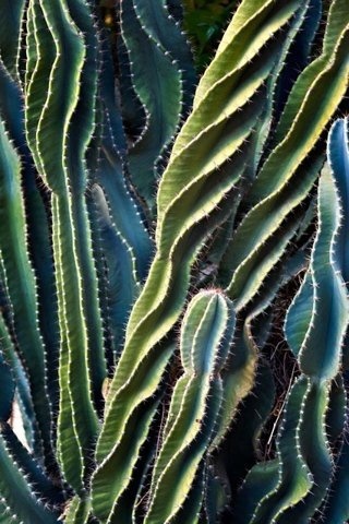 cactus