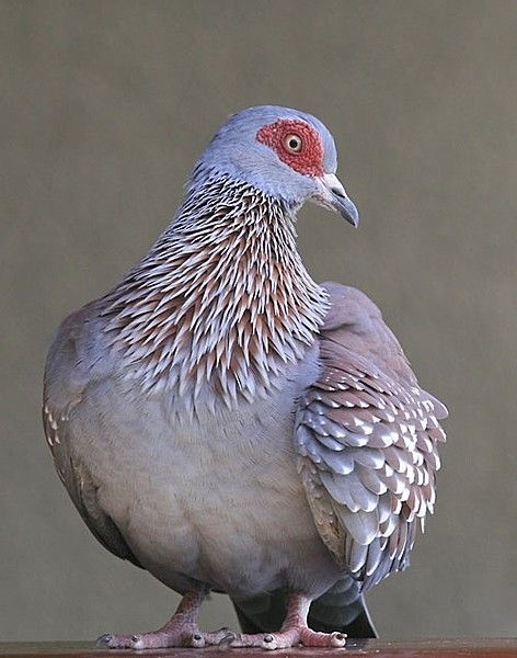Speckled Pigeon, Tanzania