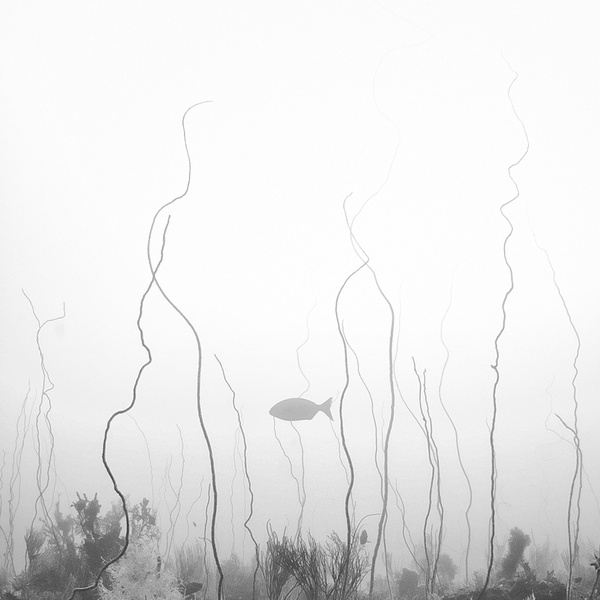 MiniM #fish