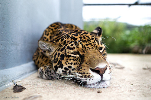 Mylo Xyloto #big #jaguar #cat