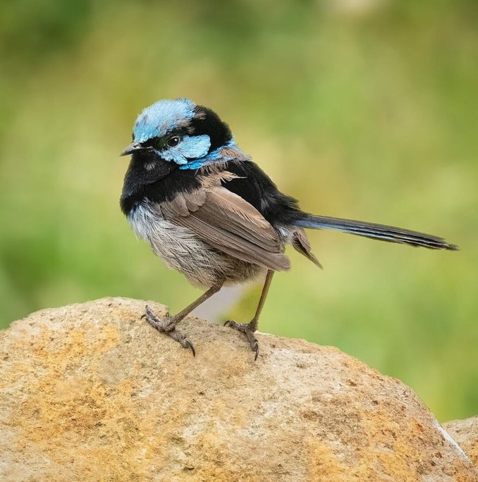 Birds of Australia: Beautiful Birds Photography by Barry Baker