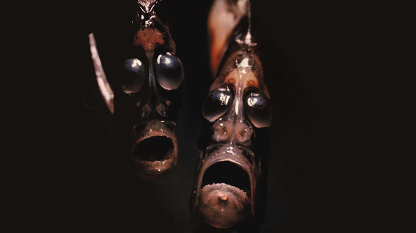 These Sea Creatures Are Clearly From Outer Space #odd #fish