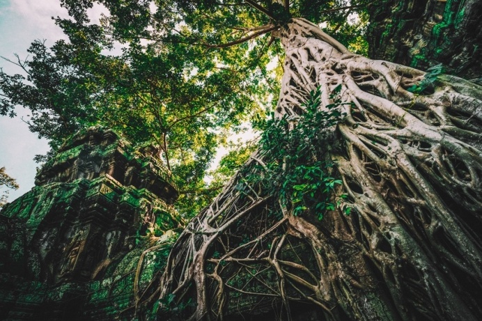 #cambodia #place #nature #tree #green #landscape