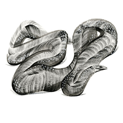 pingszoo #illustration #snake