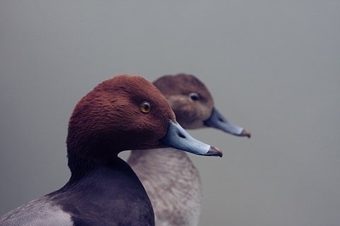 FFFFOUND! #photo #duck