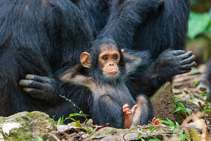 Spectacular Wild Animals Photography by Thomas D Mangelsen