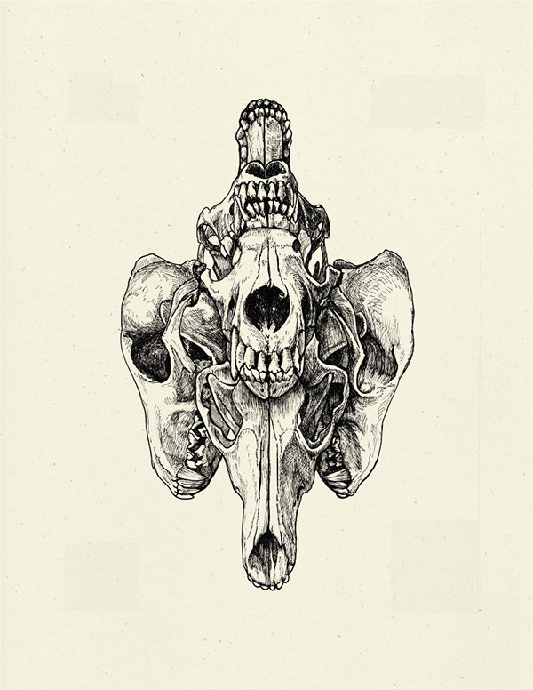 Coyote Skull Illustration on Behance #ink #illustration #art #study #skull #drawing #sketch