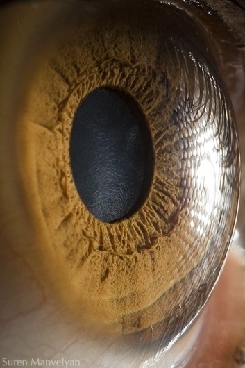 Your beautiful eyes on the Behance Network #malveyan #eye #photography #suren #macro