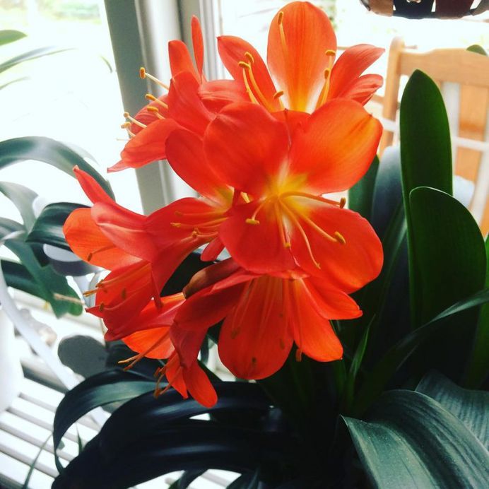 Clivia Flower Picture