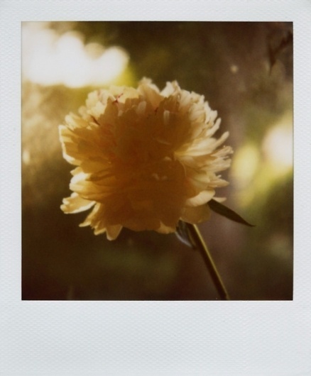 http://amandamarsalis.tumblr.com/ #flower #amanda #marsalis #polaroid