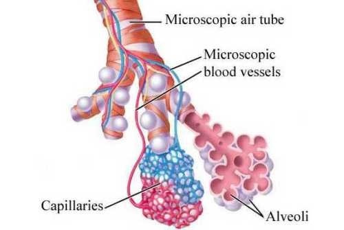 #alveoli