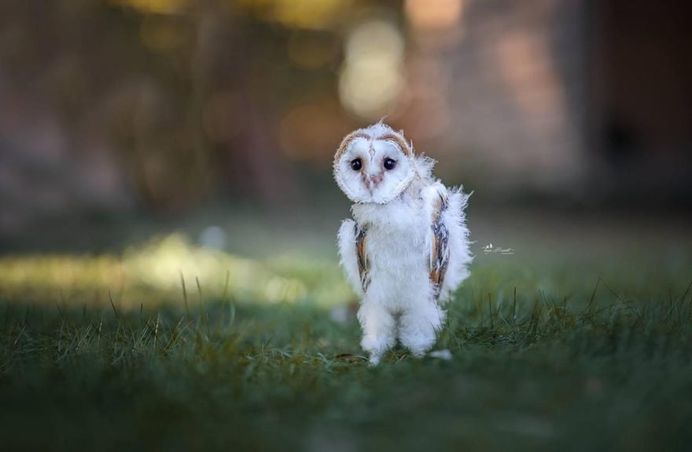 #owlsofinstagram: Adorable Owl Pictures by Tanja Brandt