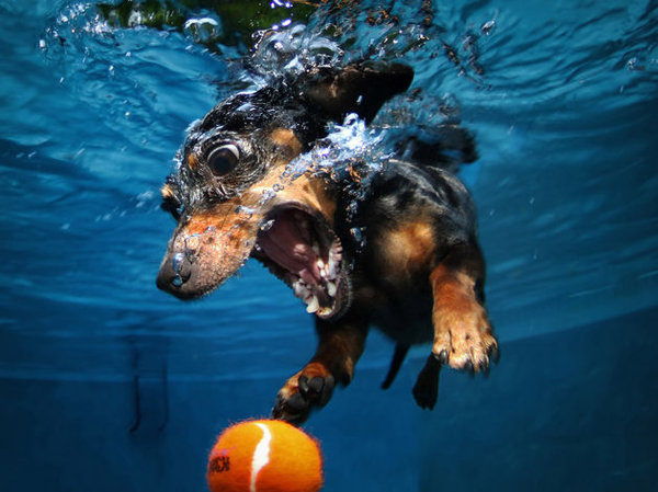 Underwater Dogs #emotion #ball #photography #swim #underwater #epic #dog