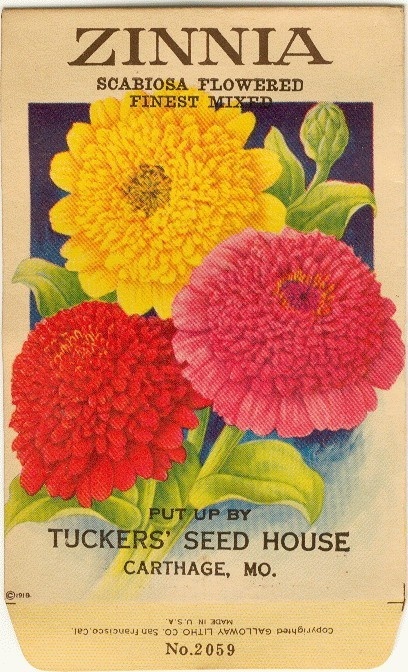 zinnia