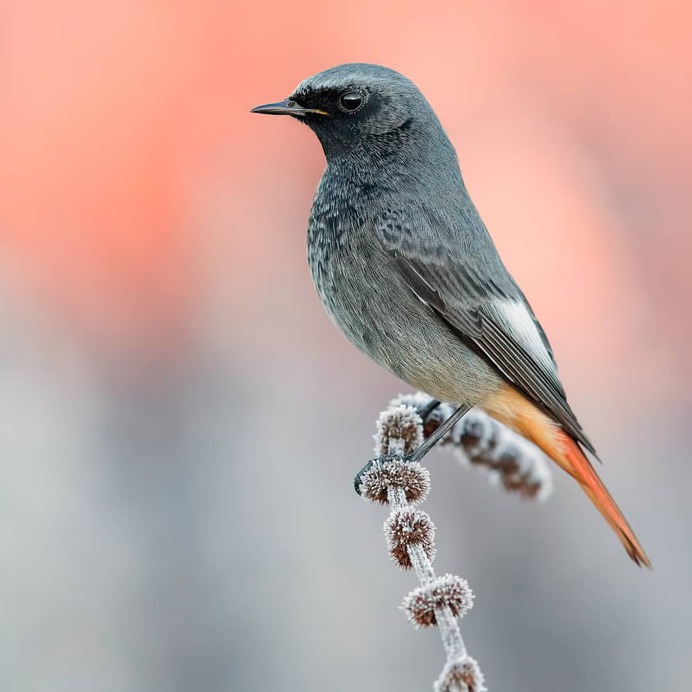 Birds of Italy: Beautiful Birds Photography by Lorenzo Magnolfi