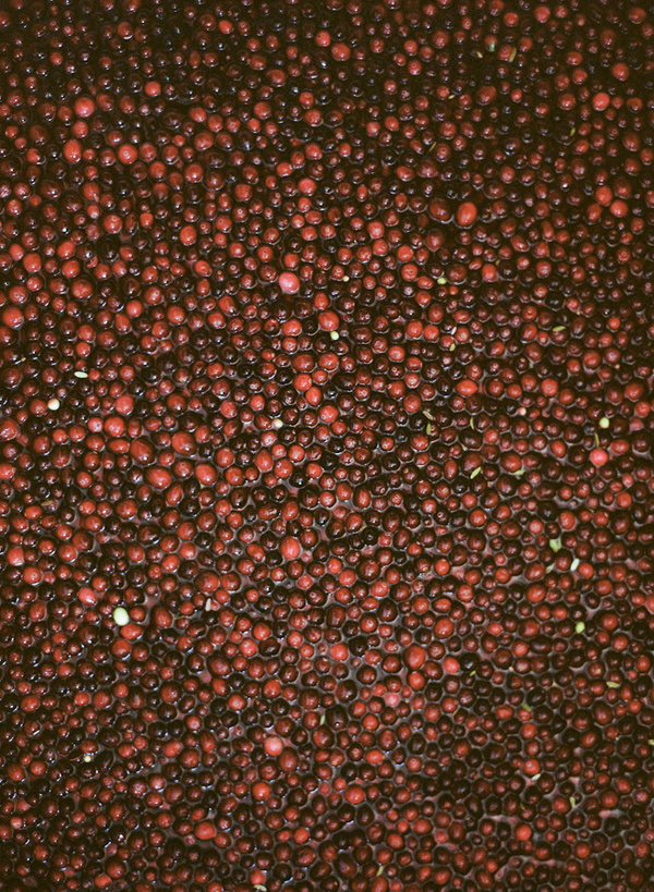 Cranberries: Bush to Bowl KINFOLK #cranberries #fruit #food