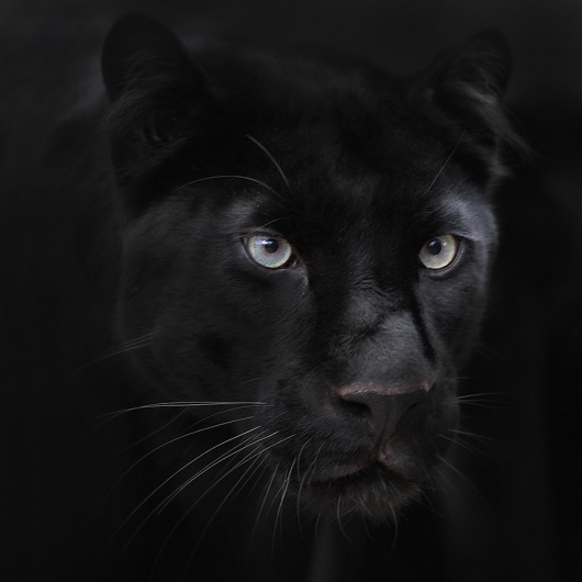 tumblr_m028hfFHEu1qm86t3o1_1280.jpg (900×900) #cat