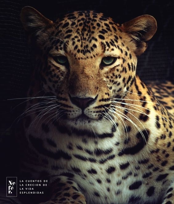 #panther #big cat #wildlife #photography #nature #animal