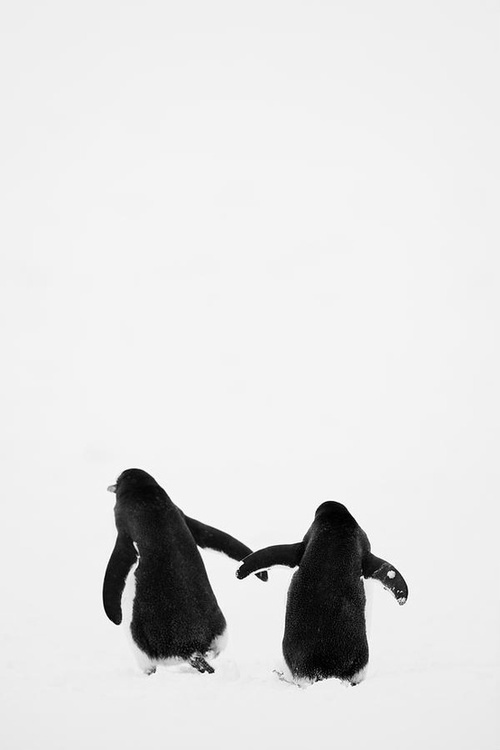 Penguins. #photography #penguins