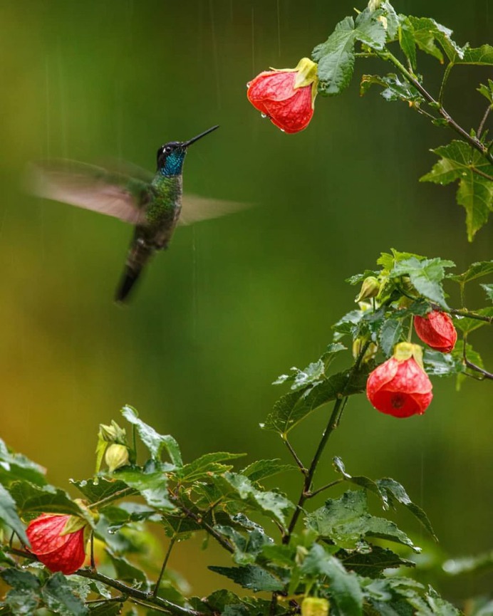 #bestbirdshots: Attractive Birds Photography by Petr Bambousek