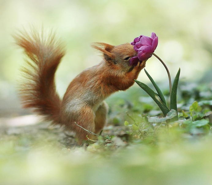 Amazing Wildlife Photos of European Squirrels by Julian Rad