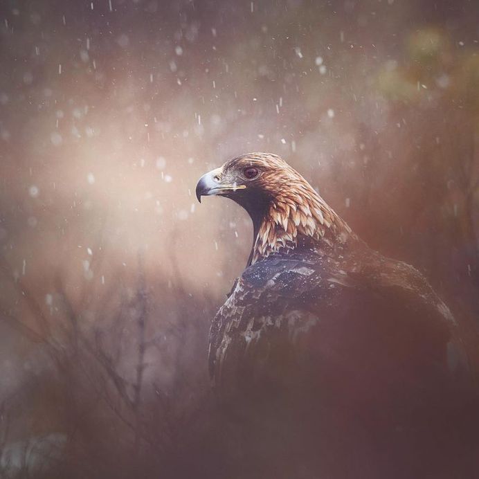 Wildlife Finland: Wild Gray Wolfs, Wolverine and Birds by Niko Pekonen