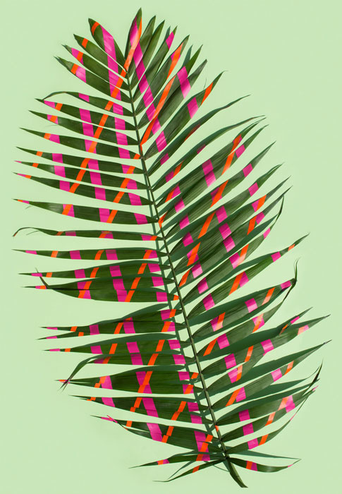 »Wonderplants«