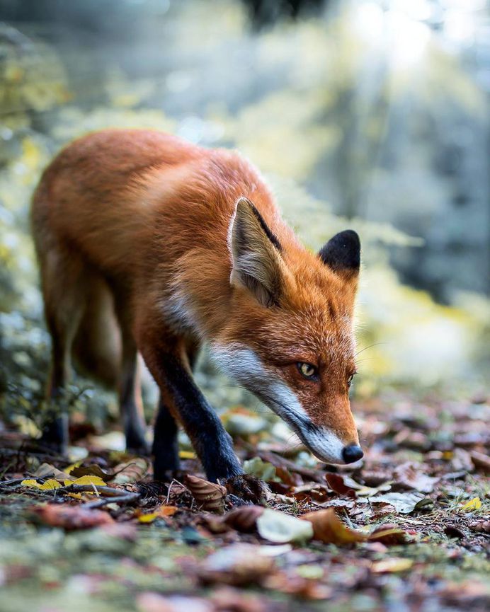 Wildlife Finland: Dreamlike Animal Portraits by Joachim Munter