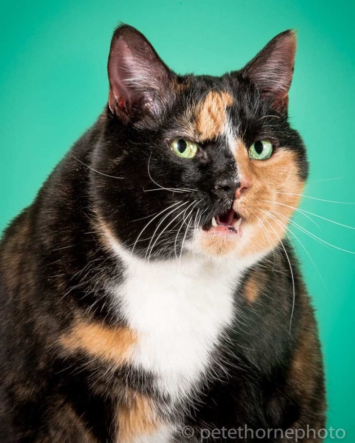 Fat Cats Project by Pete Thorne