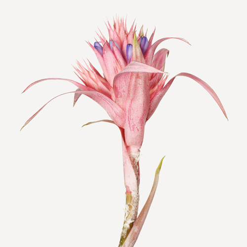 Flowers | The Flower Book #flower