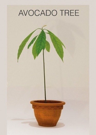 sooper #things #tree #avocado