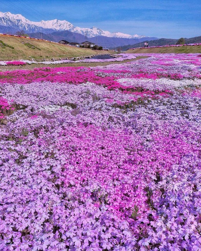 Fabulous and Colorful Flower Photography by Tatsuya Kurisu