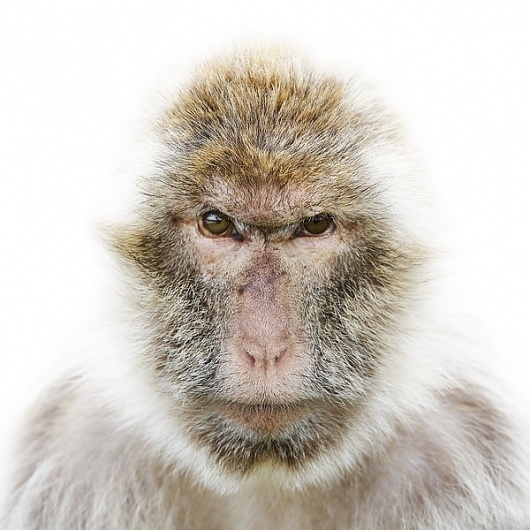 Animal Portraits on the Behance Network #portraits #photography #animal