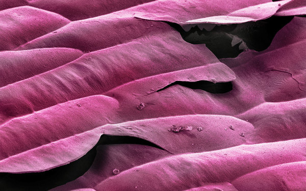 Caren Alpert Fine Art #onion #photography #art #vegetable #macro #fine