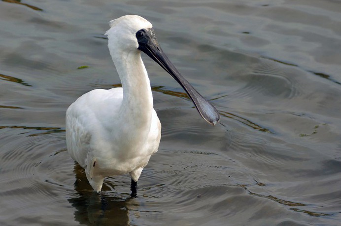 Royal spoonbill (Platalea regia) - Photo #19 - Beautiful Free Stock Photos