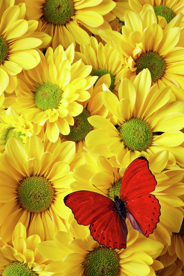 daisy painting & daisy paint by number #painting