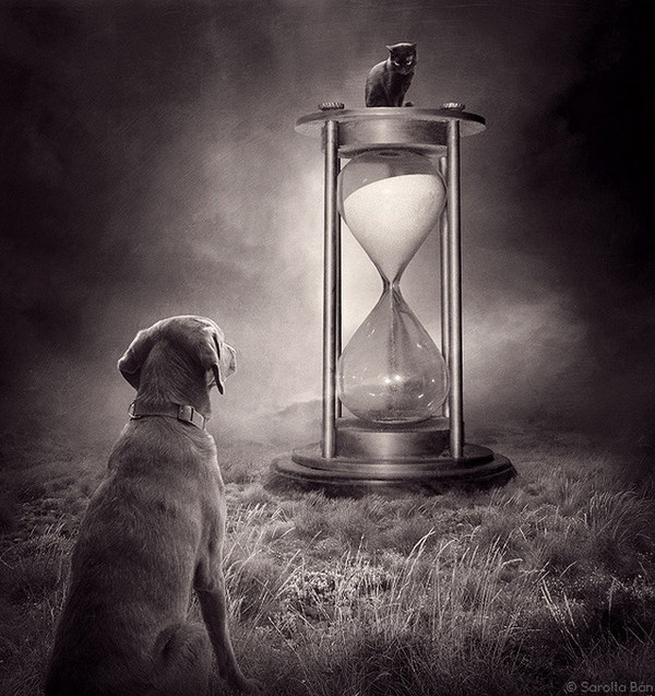 Help Dogs With Images by Sarolta Ban #inspiration #surreal #photography