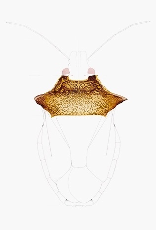 Cornelia Hesse-Honegger #cornelia #bug #insect #nuclear #honegger #hesse