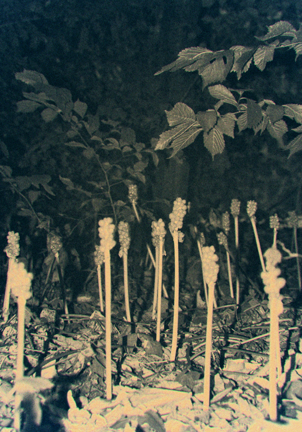 Pale Grain THE SEED #limited #edition #tree #leaf #print #seed #garden #plant