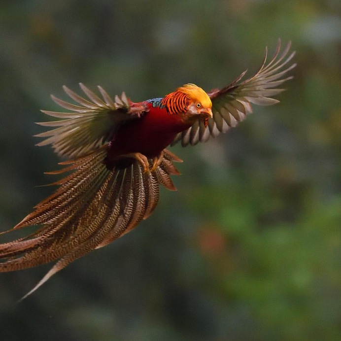 #kings_birds: Fascinating Bird Photography by Staffan Widstrand