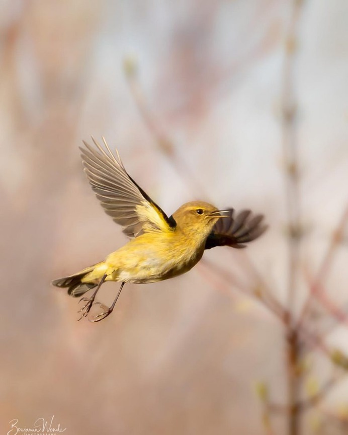 #birdlife: Beautiful Bird Photography by Benjamin Wende