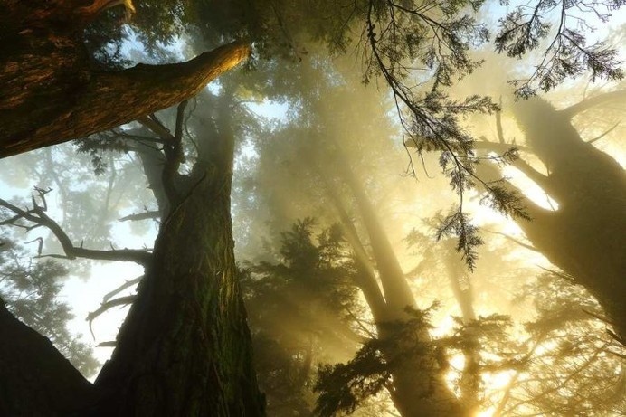 Forest Photography