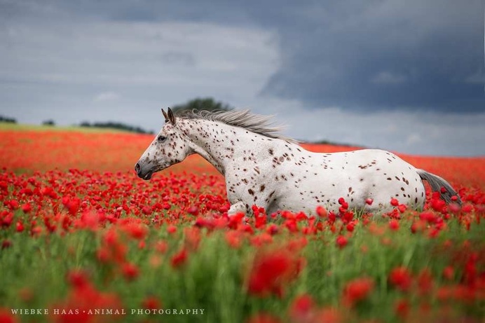 Stunning Horse Portraits by Wiebke Haas